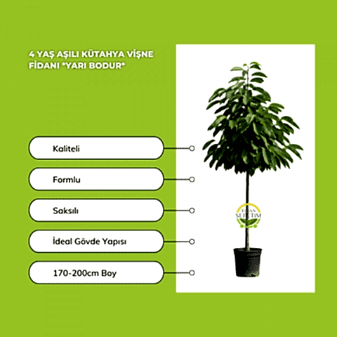 4 Yaş Kütahya Vişne Fidanı *Yarı Bodur*