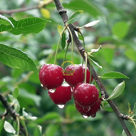 4 Yaş Kütahya Vişne Fidanı *Yarı Bodur*