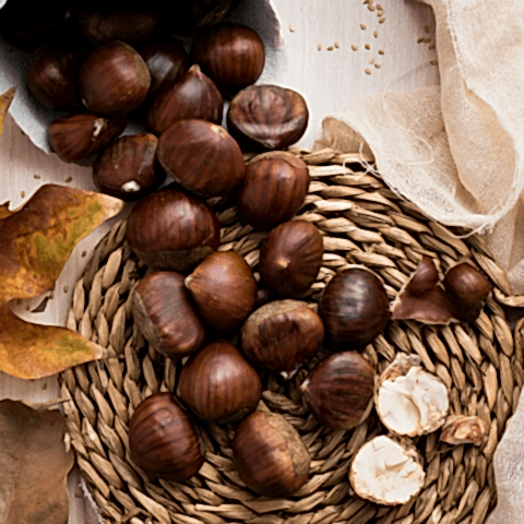 4 Yaş Maraval Kestane Fidanı