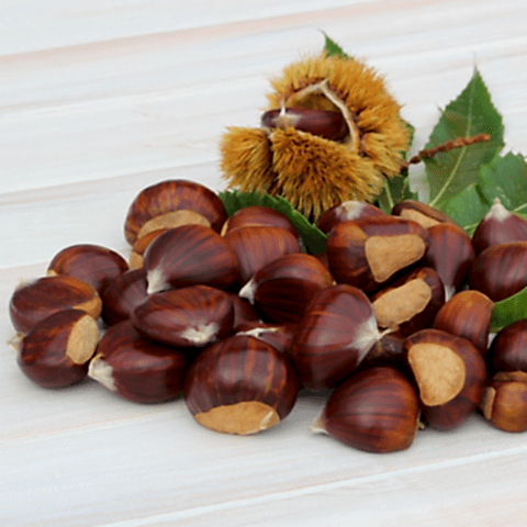 4 Yaş Marigoule Kestane Fidanı