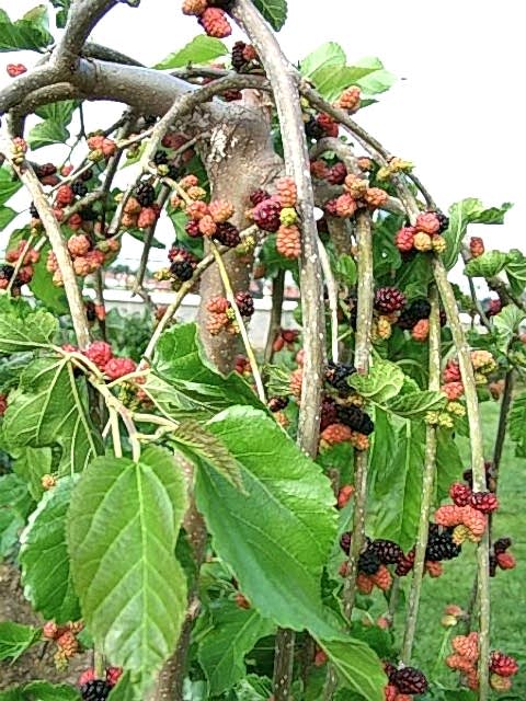 4 Yaş Paraşüt Ters Dut Fidanı