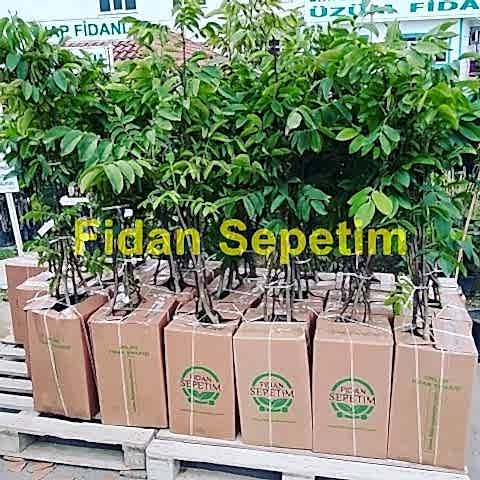 4'lü Chandler Ceviz Fidanı Paketi