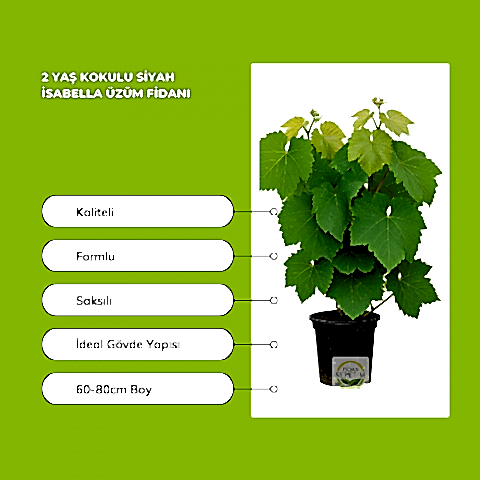 5 Adet 2 Yaş Kokulu Siyah İsabella Üzüm Fidanı Paketi