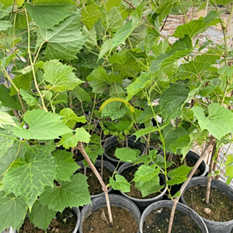 5 Adet 2 Yaş Narince (Tokat) Sarmalık Üzüm Asma Fidanı Paketi