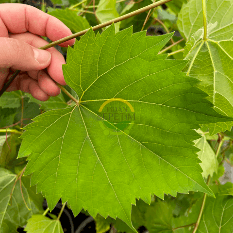 5 Adet 2 Yaş Narince (Tokat) Sarmalık Üzüm Asma Fidanı Paketi