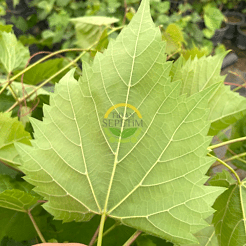 5 Adet 2 Yaş Narince (Tokat) Sarmalık Üzüm Asma Fidanı Paketi