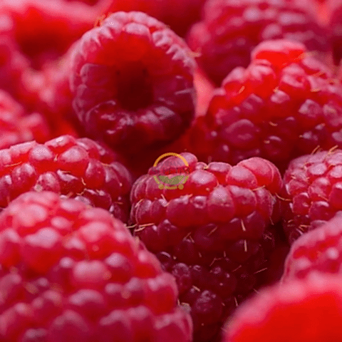 5 Adet Willamette Çeşiti Frambuaz (Ahududu) Fidanı Paketi