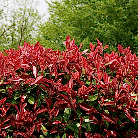 5 Adet Alev Çalısı Fidanı Paketi