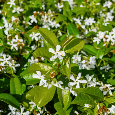 5 adet Arap Yasemini Fidanı Paketi