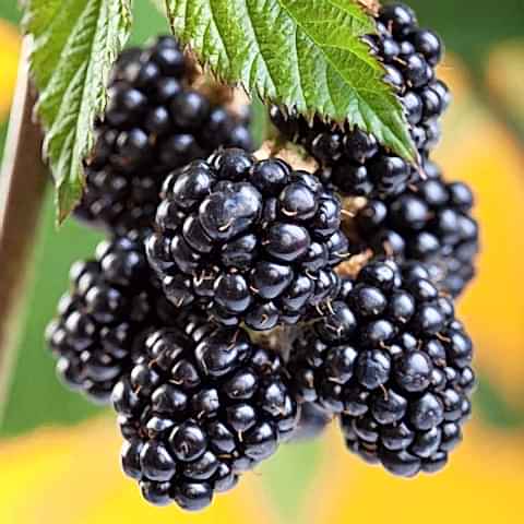 5 Adet Chester Böğürtlen Fidanı Paketi