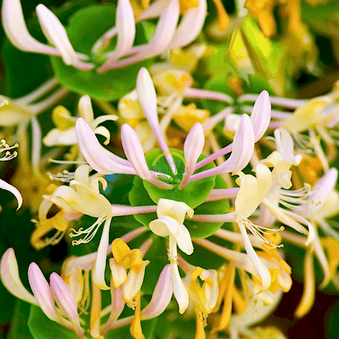 5 adet Hanımeli Fidanı Paketi