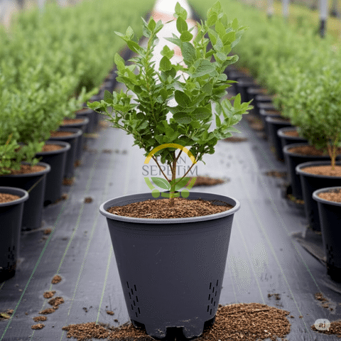 5 Adet Yaban Mersini Yetiştirme Saksısı 45 Litre