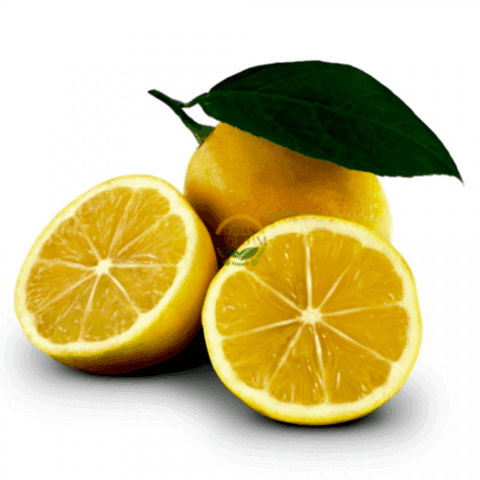 5 Yaş Aşılı 7 Veren(Yediveren) Mayer Limon Fidanı XL Boy