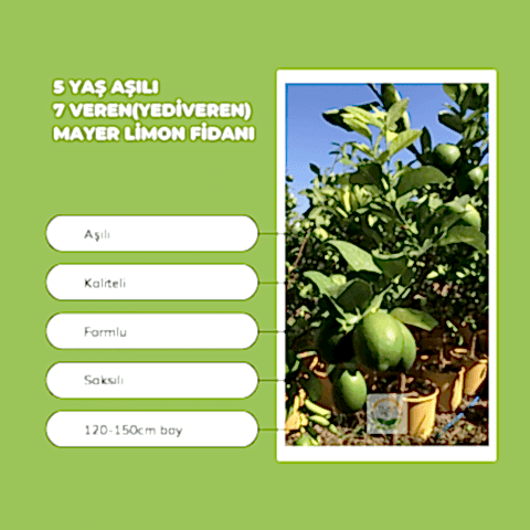 5 Yaş Aşılı 7 Veren(Yediveren) Mayer Limon Fidanı
