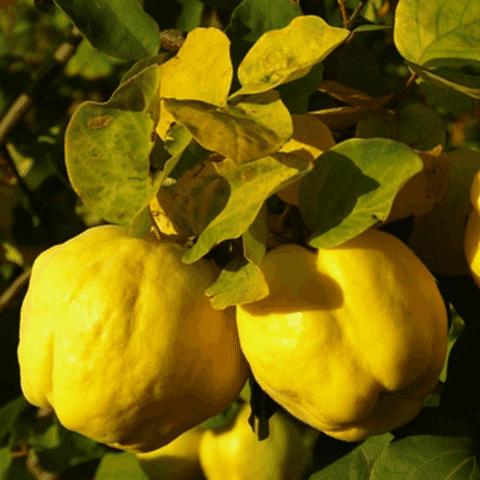 5 Yaş Aşılı Ekmek Ayva Fidanı