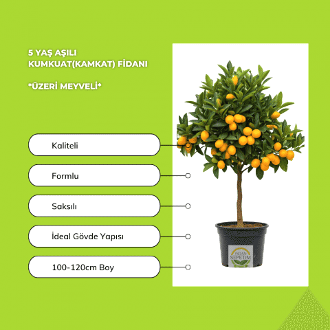 5 Yaş Aşılı Kumkuat(Kamkat) Fidanı *ÜZERİ MEYVELİ*
