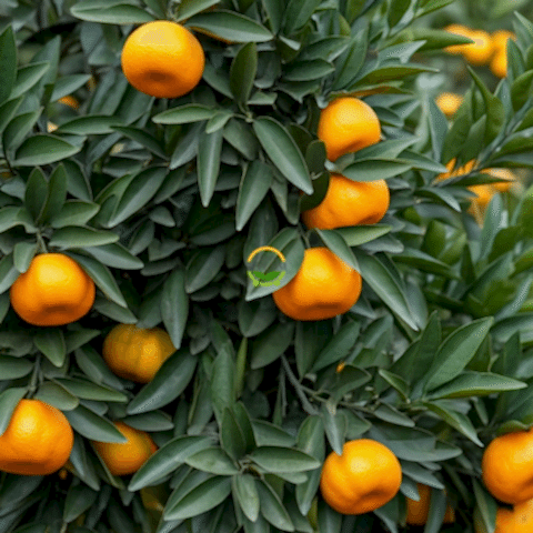 5 Yaş Aşılı Satsuma Mandalina Fidanı