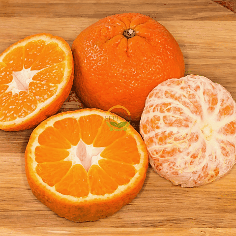 5 Yaş Aşılı W Murcott Mandalina Fidanı XL Boy *ÜZERİ MEYVELİ*