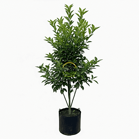 5 Yaş Aşılı W Murcott Mandalina Fidanı XL Boy *ÜZERİ MEYVELİ*