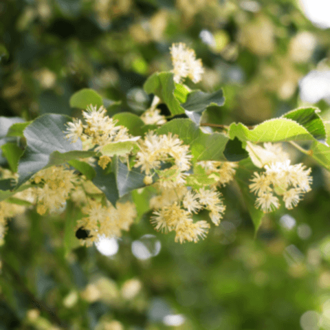 5 Yaş Ihlamur Fidanı