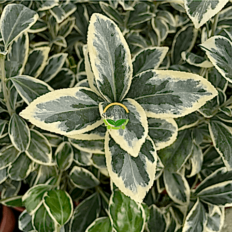 50 Adet Bravo Taflan Fidanı Paketi 'Euonymus japonica Bravo'