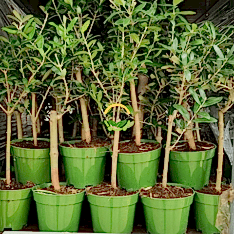 50 Adet Zeytin Fidanı (Nikah Şekeri & Özel Gün Hediyesi)