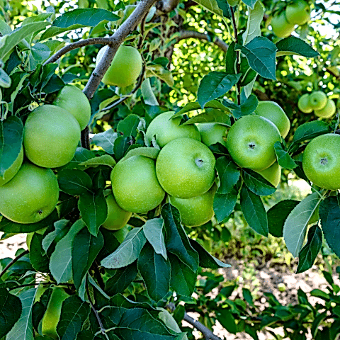 6 Yaş Aşılı Granny Smith Elma Fidanı