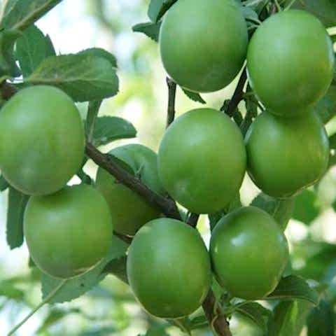 6 Yaş Aşılı Papaz Erik Fidanı