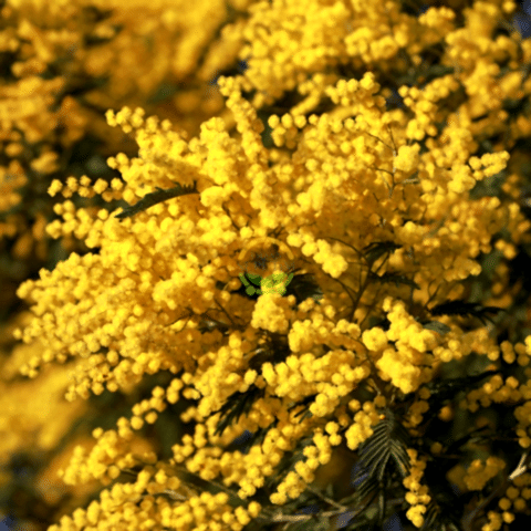 6 Yaş Mimoza Ağacı Fidanı - Gümüşi akasya (Acacia dealbata)