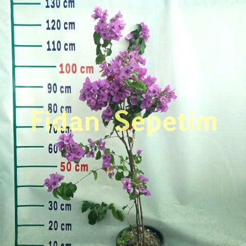 3 Yaş Ada Begonvili Fidanı