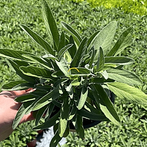 Adaçayı Fidesi 'Salvia Officinalis' 3 Adet