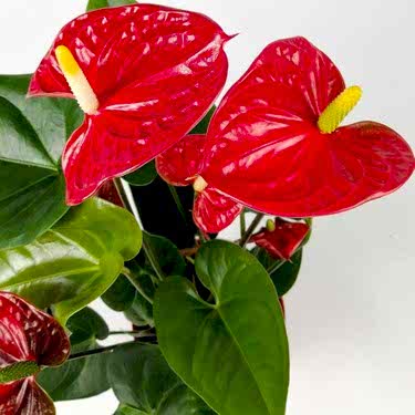 Antoryum Çiçeği 40-50cm