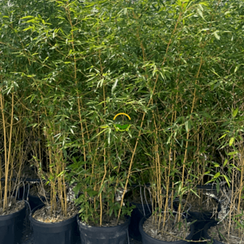 Bambu Bitkisi (Bambusa Aurea) 150cm