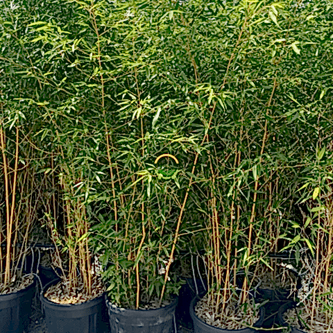 Bambu Bitkisi (Bambusa Aurea) 200cm