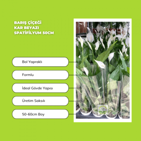 Barış Çiçeği 'Spatifilyum' 50cm