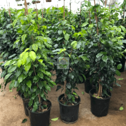 Benjamin Ficus Daniella Bitkisi 80-100cm