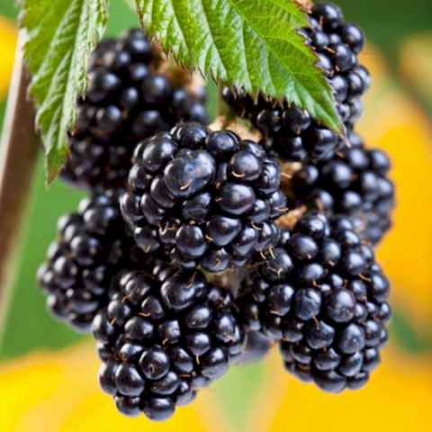 Chester Böğürtlen Fidanı