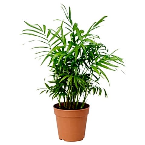 Dağ Palmiyesi  Bitkisi 'Chamaedorea Elegans' 30-40cm