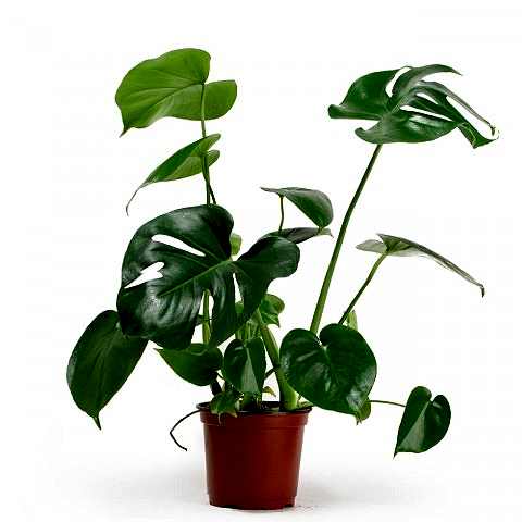 Deve Tabanı Bitkisi 40-50cm (Monstera Deliciosa)