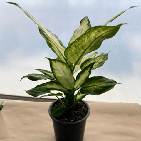 Difenbahya 'Camilla' Bitkisi 40-50cm