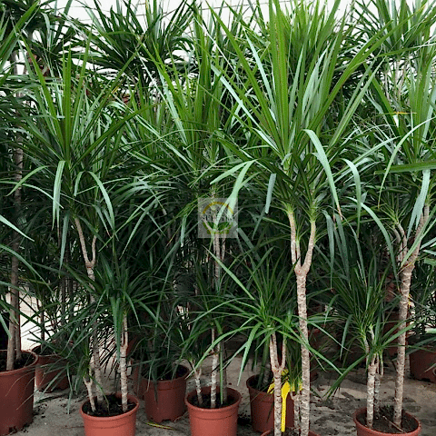 Dracaena Marginata Çiçeği 2 Gövdeli 80-100cm
