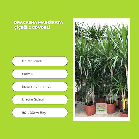 Dracaena Marginata Çiçeği 2 Gövdeli 80-100cm