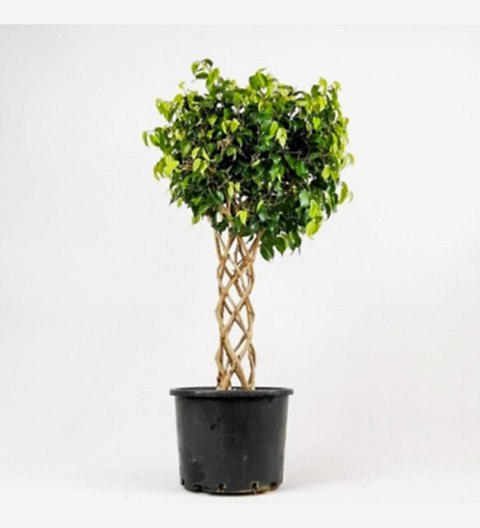 Ficus Benjamin Bitkisi Kafes Örgülü 100-120cm