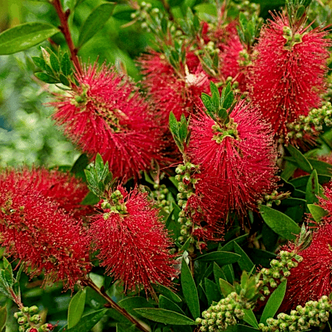 Fırça Çalısı Fidanı - Callistemon Laevis