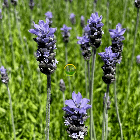Fransız Lavanta Fidesi 'Lavandula Dentata' 10 Adet