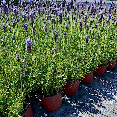Fransız Lavanta Fidesi 'Lavandula Dentata' 10 Adet