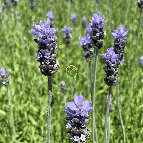 Fransız Lavanta Fidesi 'Lavandula Dentata' 3 Adet