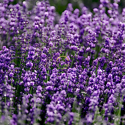 Fransız Lavanta Fidesi 'Lavandula Dentata' 5 Adet