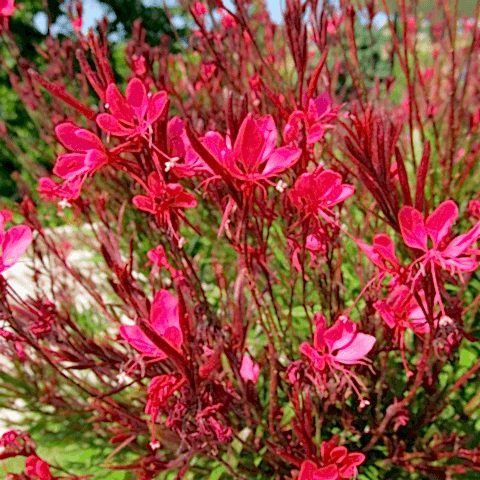 Gaura Çalısı 'Gaura lindhemeria'