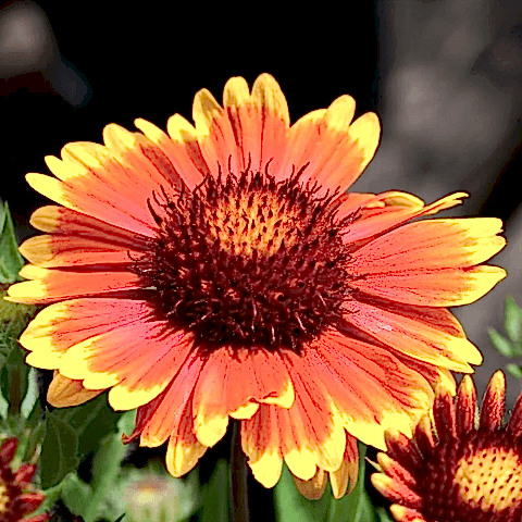 Gayret Çiçeği 'Gaillardia Grandiflora' 3 Adet